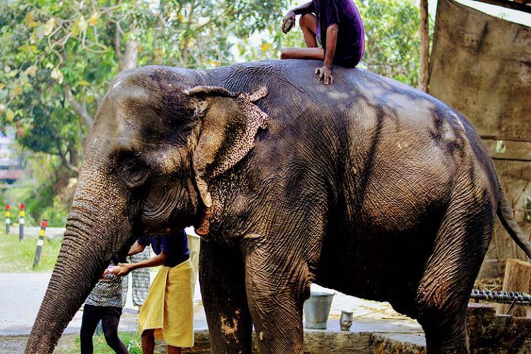Jim Corbett National Park-Best Weekend Travel Destination Near Delhi