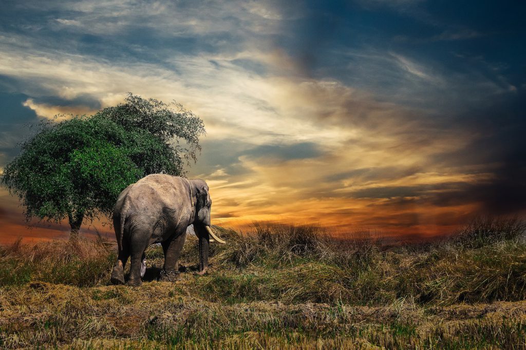 India’s First Elephant Rehabilitation Center Coming Up in Kottoor, Kerala