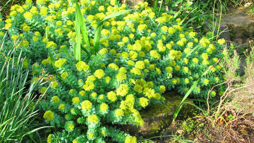 Know About Sanjeevani ‘Solo’ Herb Plant found in Ladakh that PM Modi mentioned in his speech