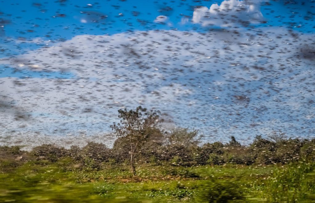 UN Warns India, Pakistan to Prepare for ‘TWIN INVASION’ of locusts from Horn of Africa & Iran
