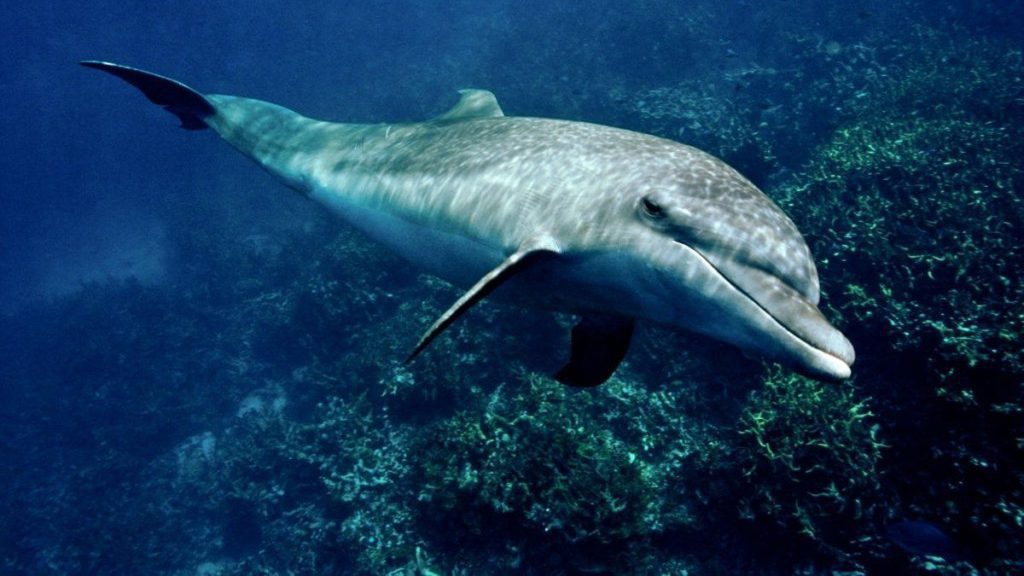 India to Have Project Dolphin Now, After Project Tiger and Project Elephant, PM Modi