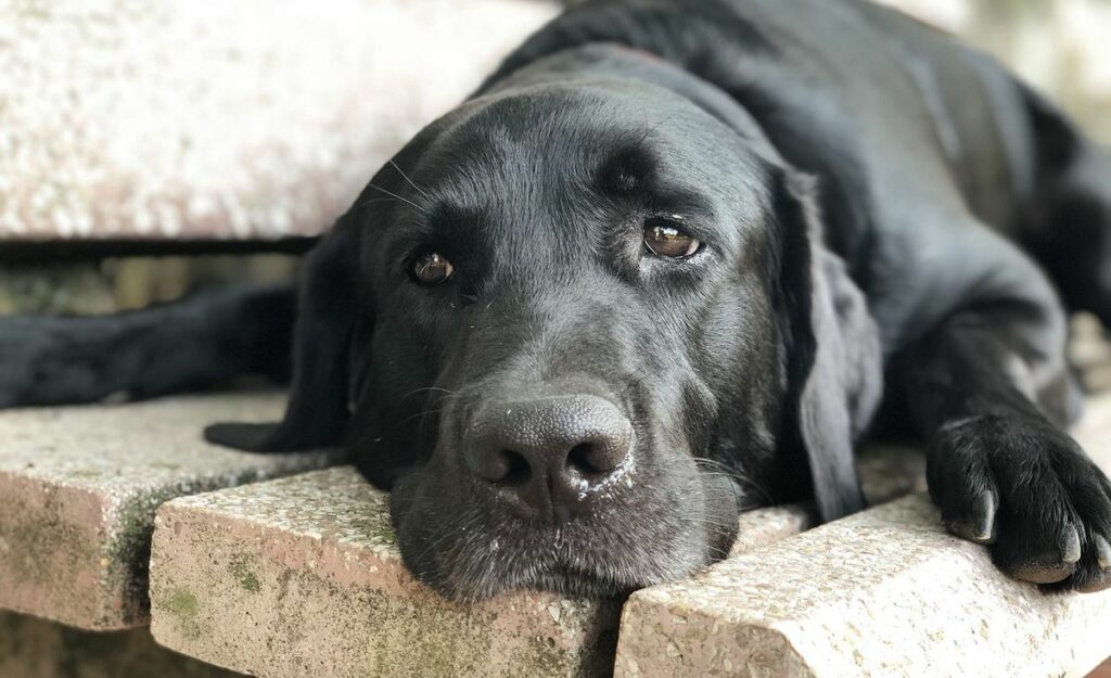 #JusticeForBruno: Massive Outrage Online as Labrador Dog Thrashed To Death At Kerala Beach