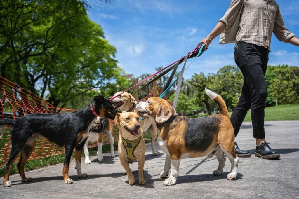 Pet Dog Bites Child in Ghaziabad, It Reveals a Lot About Indian Approach to Pet Care