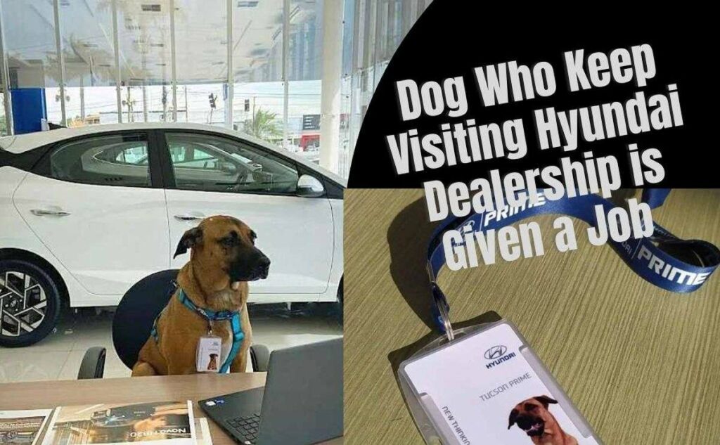 Stray Dog Who Keeps Visiting Hyundai Dealership is Given a Job and a Home
