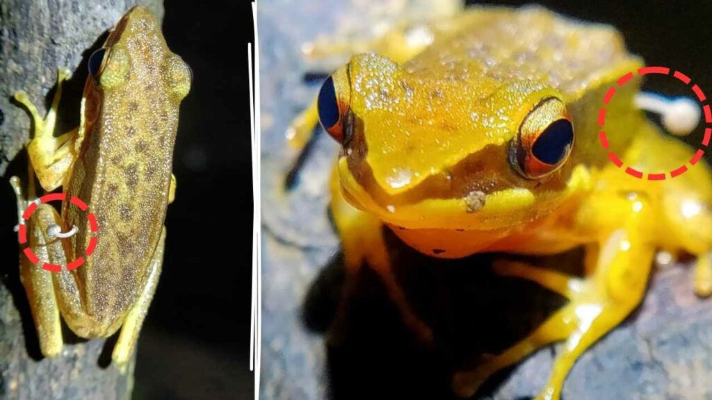 Frog Discovered with Mushroom Growing on Its Back in India, Scientists Are Baffled