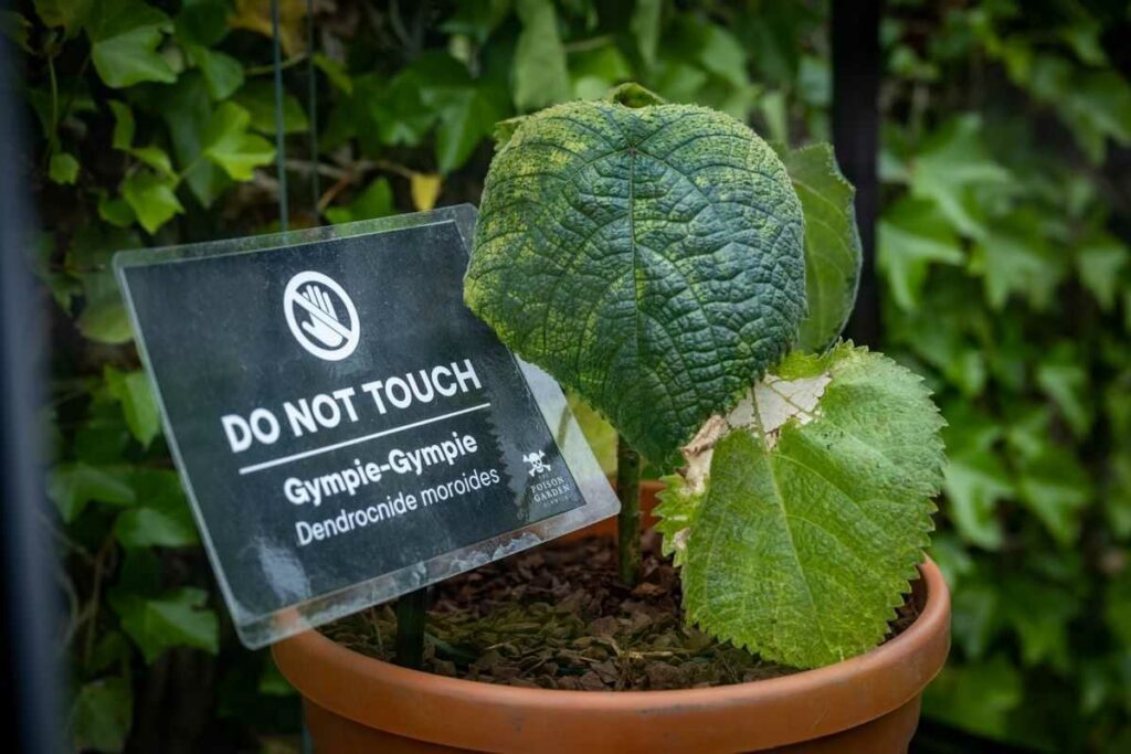 This “Suicide Plant” Has the Most Painful Spikes in the World
