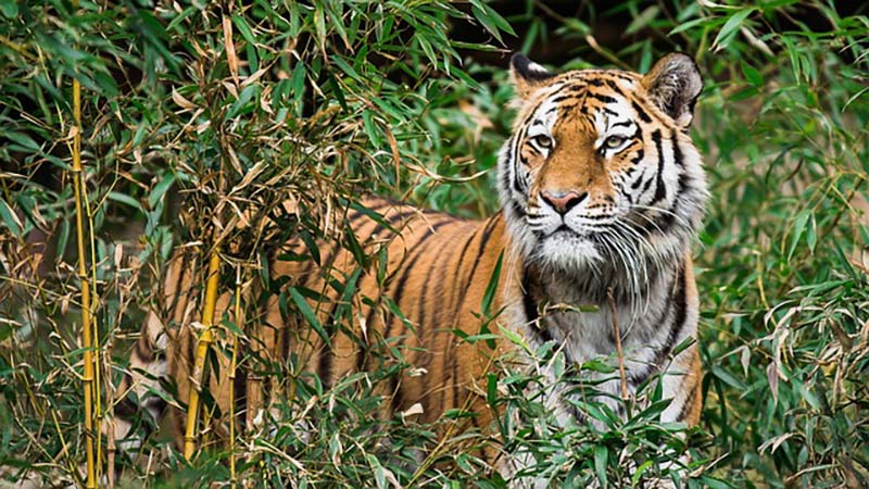 Jim Corbett National Park-Best Weekend Travel Destination Near Delhi