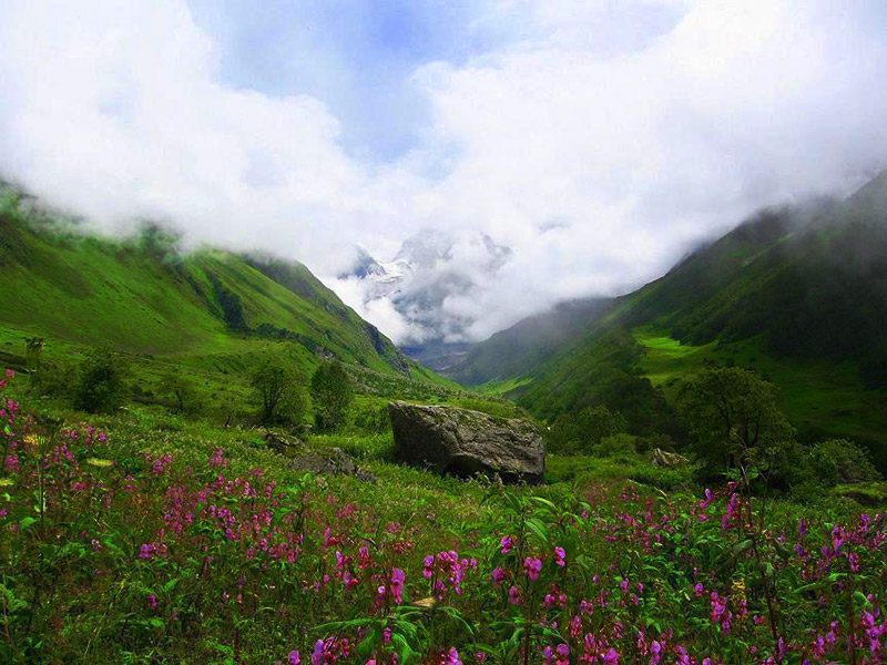 Valley of flowers uttarakhand