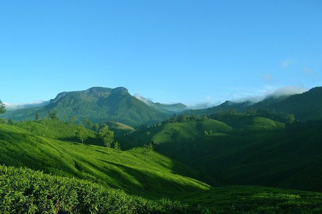 Munnar, Kerala 