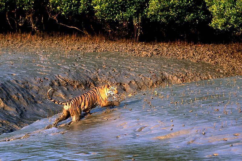 Sunderban Delta