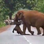 Elephant Herd Takes Out Funeral Procession For Dead Calf