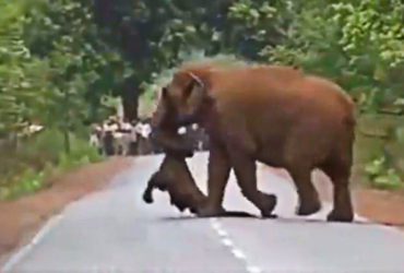 Elephant Herd Takes Out Funeral Procession For Dead Calf