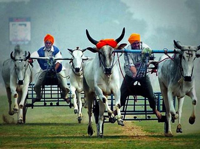 Watch the Rural Olympics at Kila Raipur