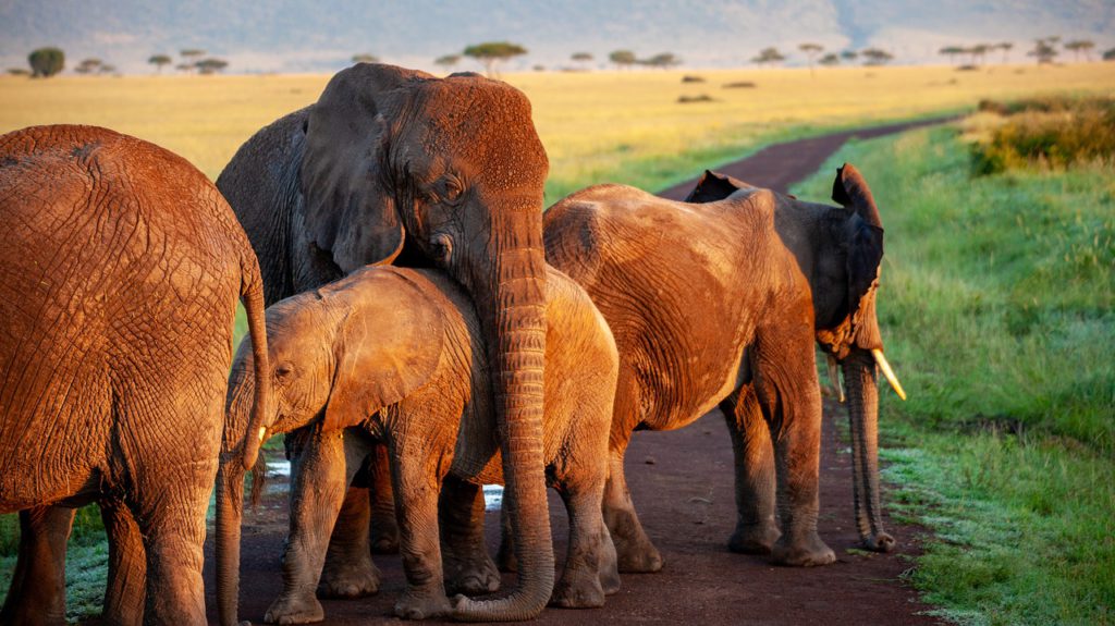 Admitting captive elephants