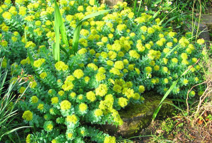 Know About Sanjeevani 'Solo' Herb Plant found in Ladakh that PM Modi mentioned in his speech