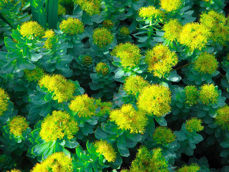 What's so special about Indian Rhodiola Rosea - Solo