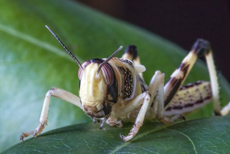 UN Warns India, Pakistan to Prepare for ‘TWIN INVASION’ of locusts from ...