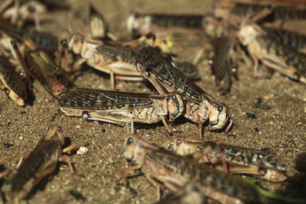 Double Trouble from locusts from Africa and Iran