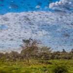 UN Warns Indian, Pakistan to Prepare for ‘TWIN INVASION’ of locusts from Horn of Africa & Iran