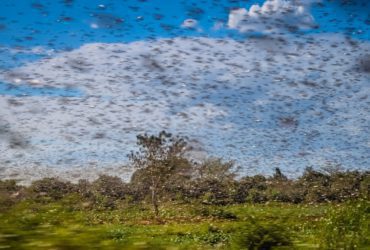UN Warns Indian, Pakistan to Prepare for ‘TWIN INVASION’ of locusts from Horn of Africa & Iran