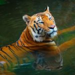 Tiger in India Walks 2000 KM to Find a Suitable Partner