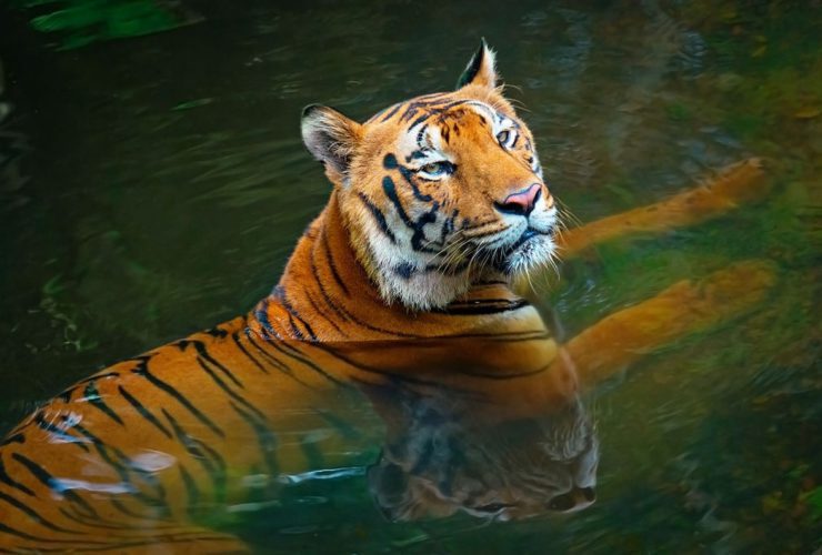 Tiger in India Walks 2000 KM to Find a Suitable Partner