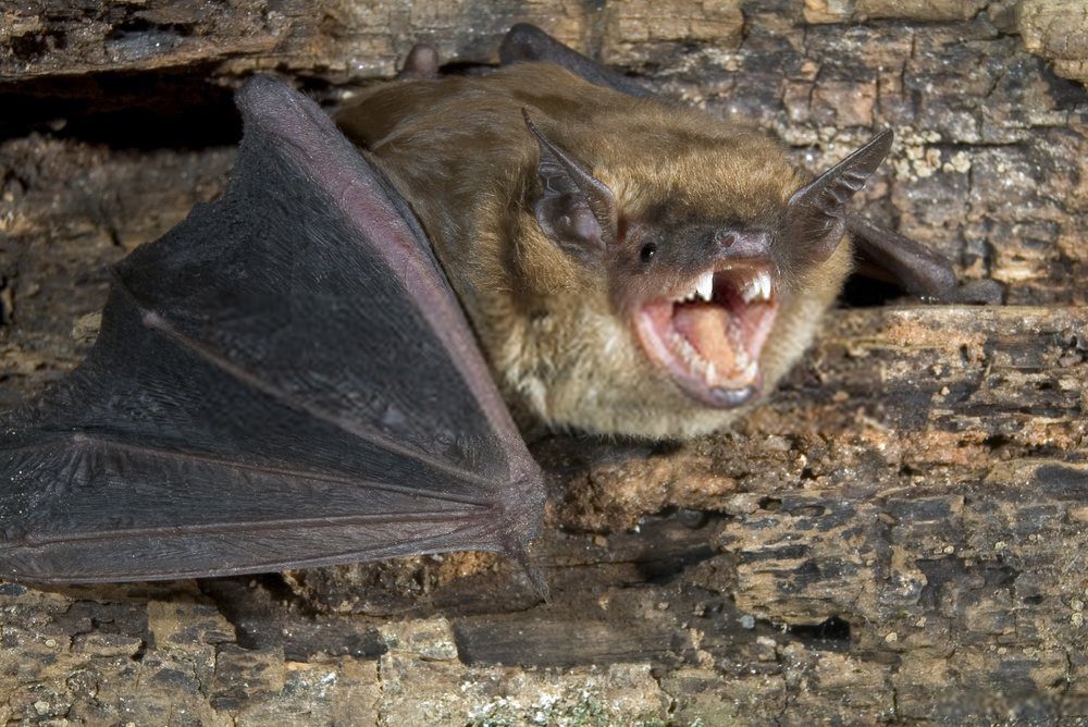 Bats have been the focus of several such studies