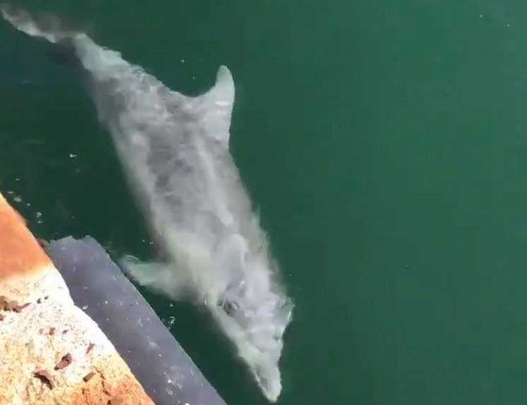 Dolphins in Venice canals