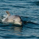 Ganga River Rare Dolphins Spotted in Meerut Stuns Internet