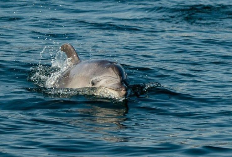 Ganga River Rare Dolphins Spotted in Meerut Stuns Internet