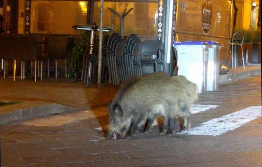 In Europe, wild boars descended from the hills