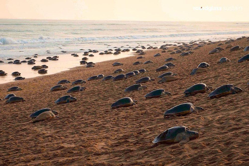 Olive Ridley sea turtles laid millions of eggs