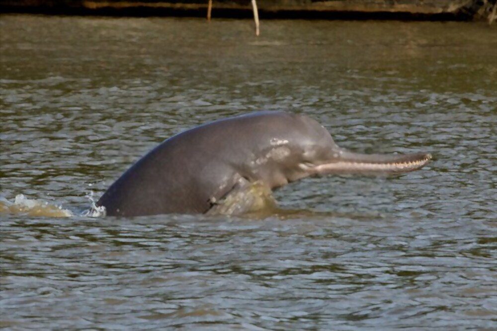 The highly endengered Ganges River Dolphin