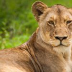 Lion Dies from COVID-19 in Indian Zoo, Eight Other Lions Test Positive