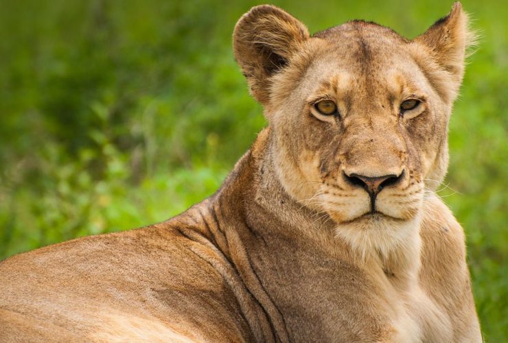 Lion Dies from COVID-19 in Indian Zoo, Eight Other Lions Test Positive