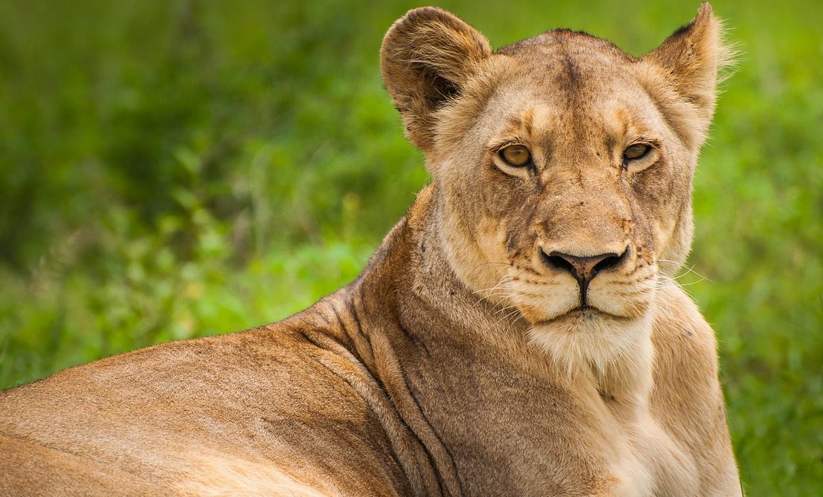 Lion Dies from COVID-19 in Indian Zoo, Eight Other Lions Test Positive