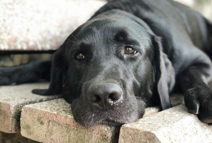 An act of extreme brutality at Kerala’s Adimalathura beach created a huge outrage in the country. Three youngsters, who may be minors -- allegedly thrashed Bruno, a black labrador, to death for sleeping under a boat