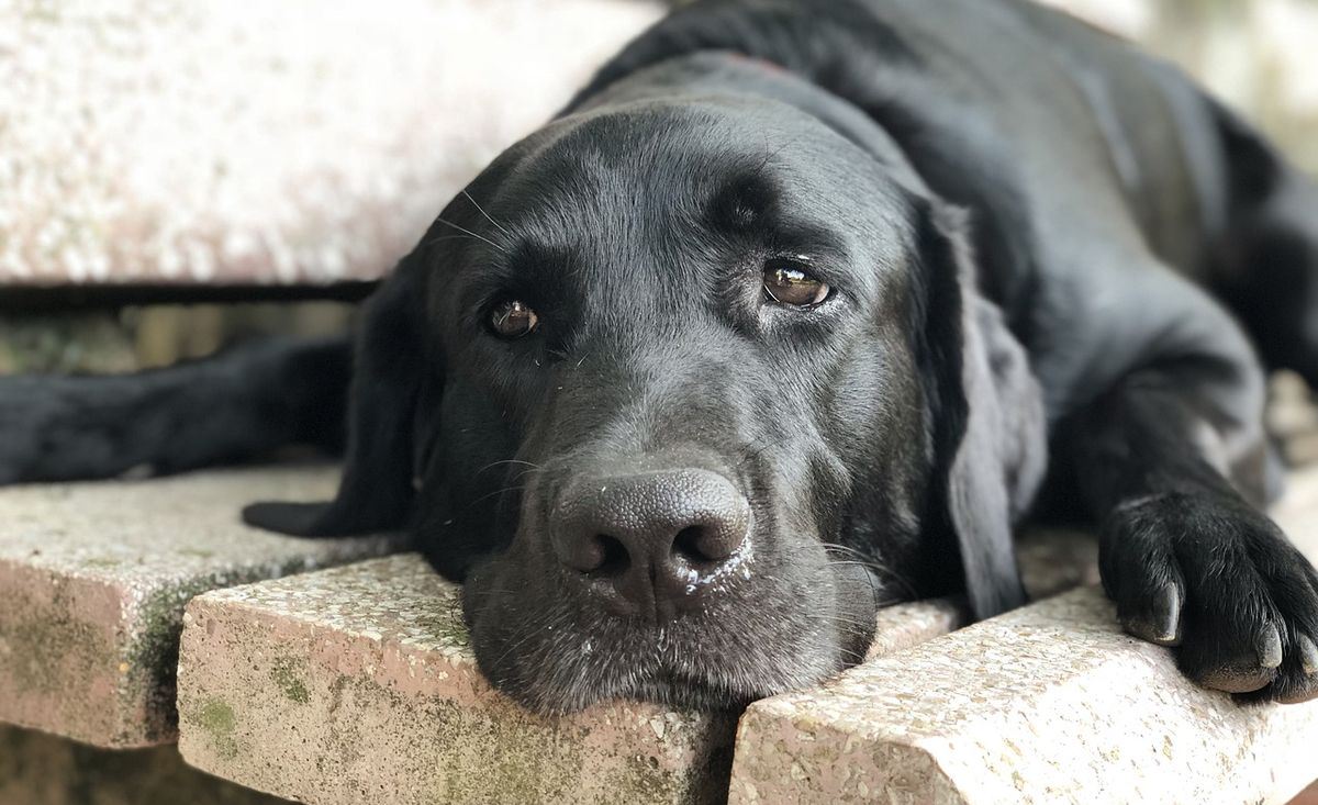 An act of extreme brutality at Kerala’s Adimalathura beach created a huge outrage in the country. Three youngsters, who may be minors -- allegedly thrashed Bruno, a black labrador, to death for sleeping under a boat
