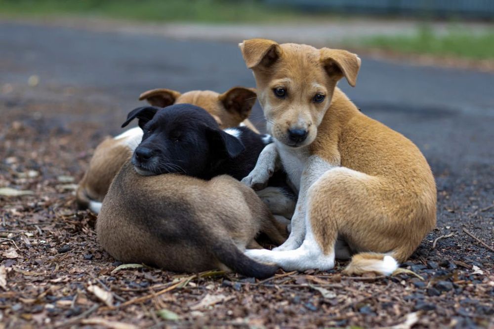 Indian Stray Puppies