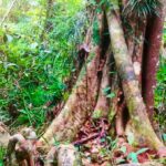 A New Giant Tree Species Discovered in Indonesia