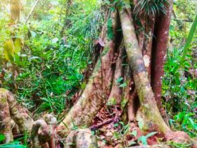 A New Giant Tree Species Discovered in Indonesia