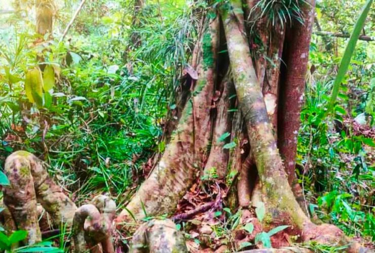 A New Giant Tree Species Discovered in Indonesia