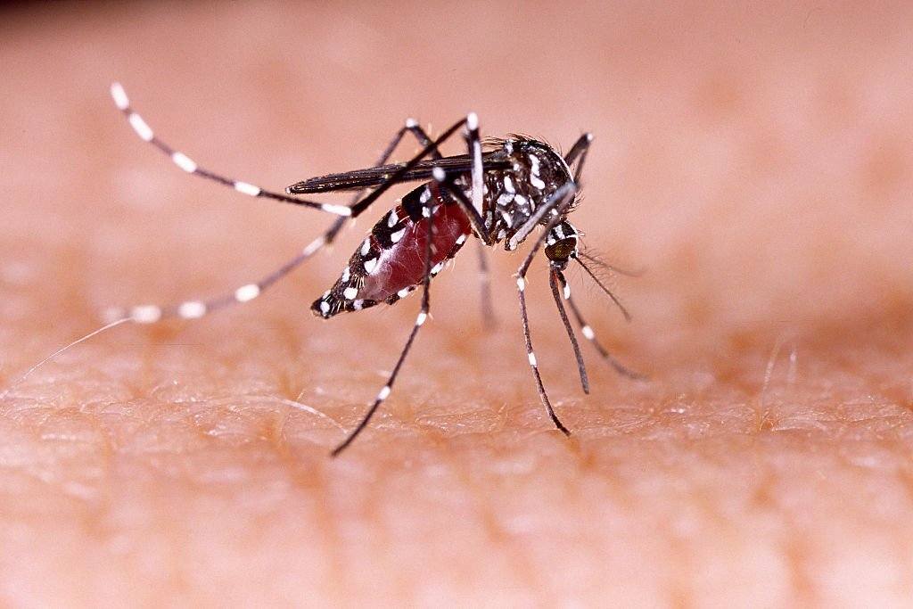 Mosquito Aedes Aegypti hat carriesZika virus 