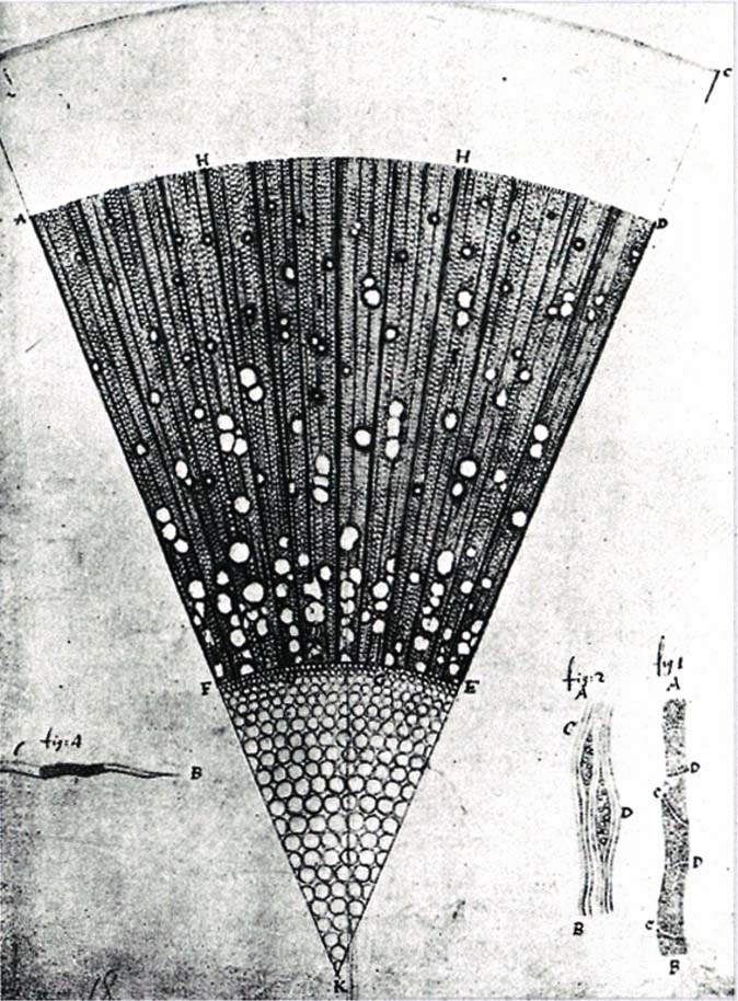 Bagian mikroskopis dari kayu pohon ash (Fraxinus) berumur satu tahun, gambar yang dibuat oleh van Leeuwenhoek