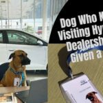 Stray Dog Who Keep Visiting Hyundai Dealership is Given a Job and a Home