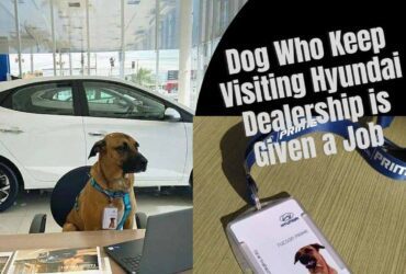 Stray Dog Who Keep Visiting Hyundai Dealership is Given a Job and a Home