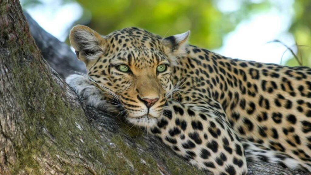India's Biggest Leopard Safari- Coming to Bengaluru's Bannerghatta Biological Park