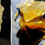 Frog Discovered with Mushroom Growing on Its Back in India, Scientists Are Baffled