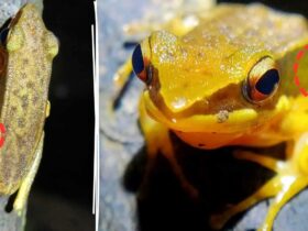 Frog Discovered with Mushroom Growing on Its Back in India, Scientists Are Baffled