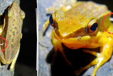 Frog Discovered with Mushroom Growing on Its Back in India, Scientists Are Baffled